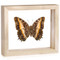 Black Bordered Charaxes - Charaxes Pollux - Underside - Natural Frame