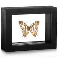 The African Map Butterfly - Cyrestis Camillus - Black Frame