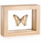 The African Map Butterfly - Cyrestis Camillus - Natural Frame