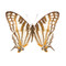 The African Map Butterfly - Cyrestis Camillus - Unframed Specimen