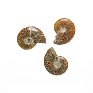 Polished Whole Ammonite Cleoniceras sp.
