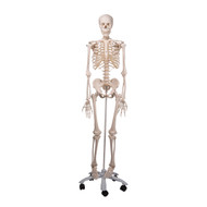 Standard Human Skeleton with Pelvic Mounted Stand - Full