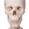 Standard Human Skeleton with Pelvic Mounted Stand - Head