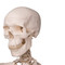Standard Human Skeleton with Pelvic Mounted Stand - Skull Side1