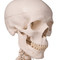 Standard Human Skeleton with Pelvic Mounted Stand - Skull 