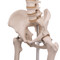 Standard Human Skeleton with Pelvic Mounted Stand - Pelvis