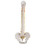 Classic Flexible Spine Model - Front