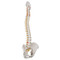 Classic Flexible Spine Model - Side1
