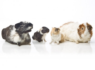 Guinea Pig Evolution Store