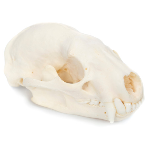 Badger Skull  - Thumbnail
