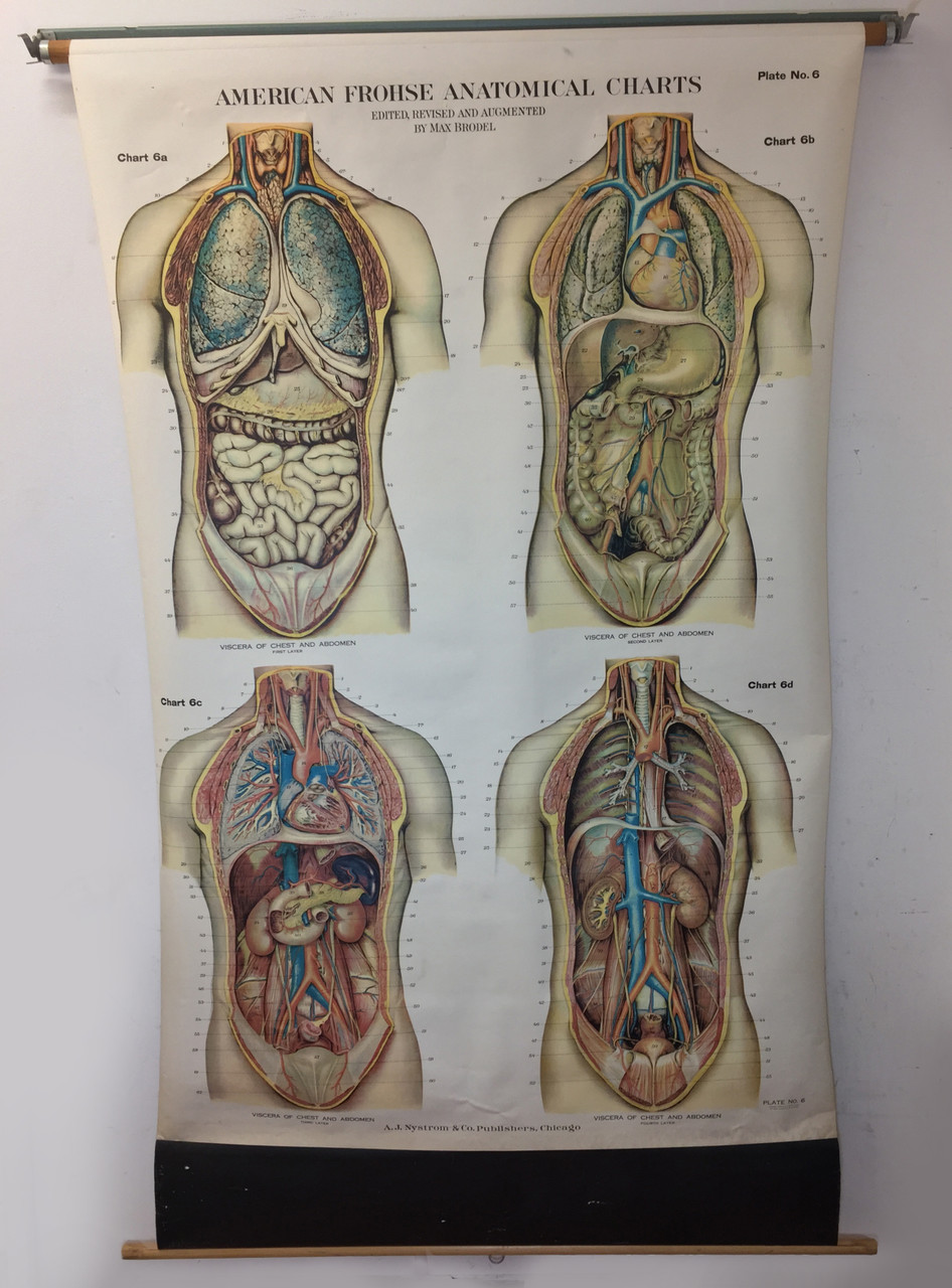Max Brodel Anatomical Chart