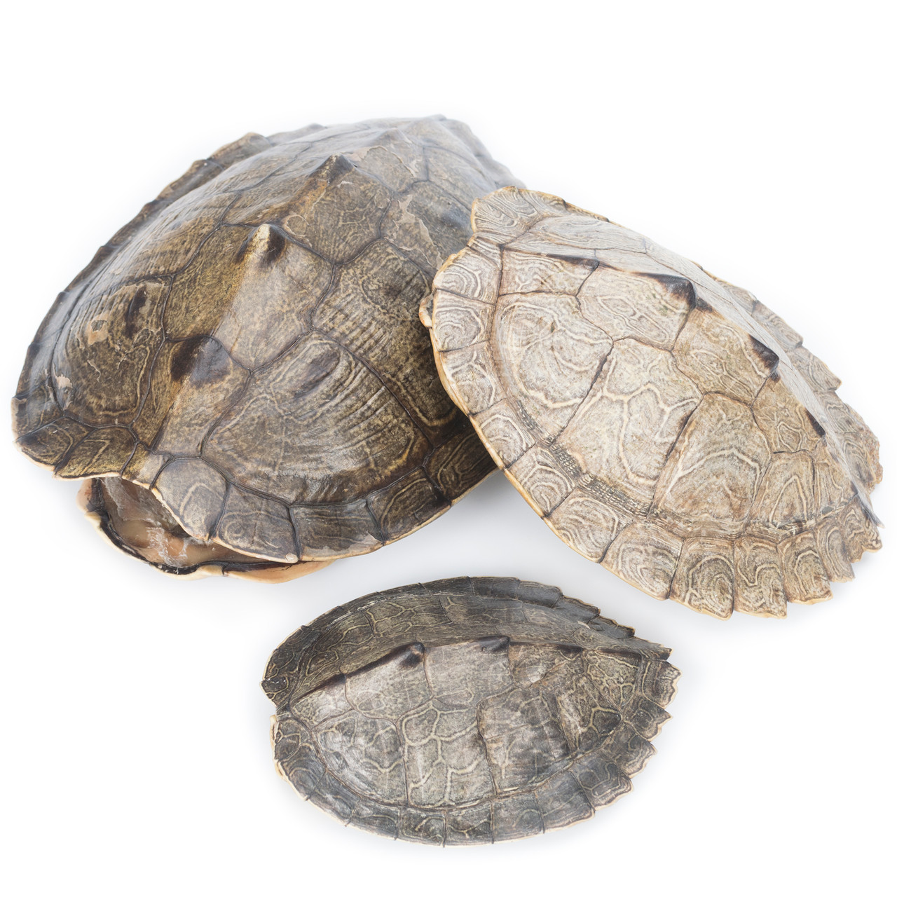 Real Turtle Shell Red Eared Slider 5-6 inch Long Carapace Taxidermy