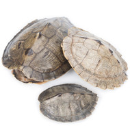 Map Turtle Shell - Thumbnail