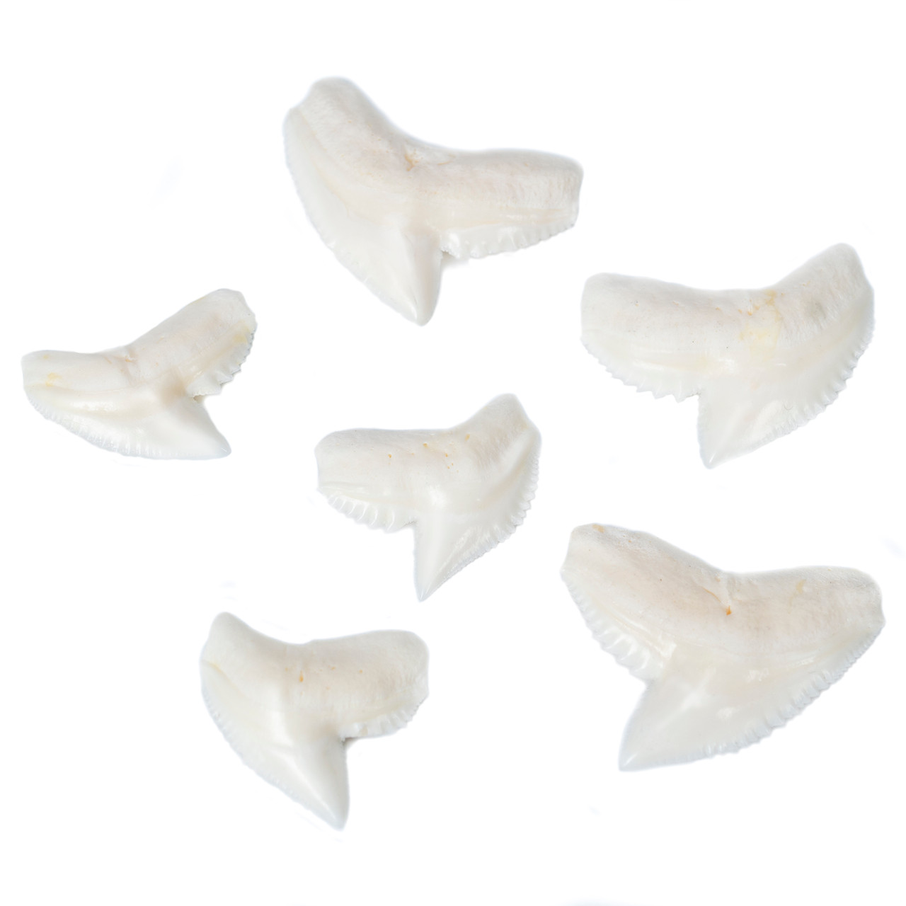 Tiger Shark Tooth Evolution Store Tiger Shark Tooth Evolution Store