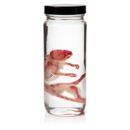 Diaphonized Rat, Cleared and Stained - Thumbnail