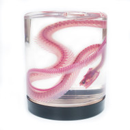 Snake, Cleared and Stained - Thumbnail