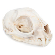 Bobcat Skull - Thumbnail