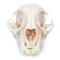 Bobcat Skull - Front View