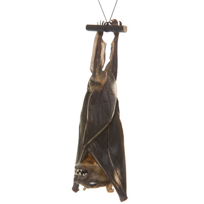Hanging Old World Fruit Bat - Thumbnail