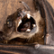Hanging Old World Fruit Bat - Closeup