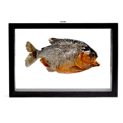 Framed Red-Bellied Piranha - Thumbnail