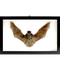 Framed Java Pipistrelle Bat - Thumbnail