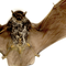 Framed Java Pipistrelle Bat - Closeup