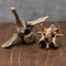 Fossil Bison Vertebrae - Large and Small
