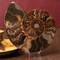Ammonite Half, Unique - Thumbnail