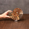 Ammonite Half, Unique - Scale