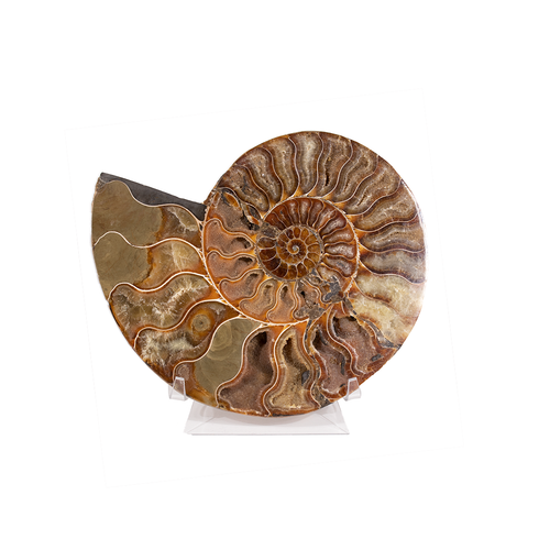 One Cleoniceras Ammonite  Fossil Half  110 MYO Hand Crafted  Steel  Stand 