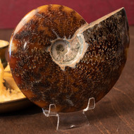 Polished Whole Ammonite, Unique - Thumbnail