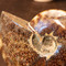 Polished Whole Ammonite, Unique - Close Up