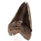 Polished Megalodon Shark Tooth 5" - Thumbnail