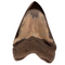 Polished Megalodon Shark Tooth 5" - Back