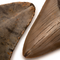 A Quality Megalodon Shark Teeth - Close Up