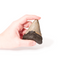 A Quality Megalodon Shark Teeth - Thumbnail