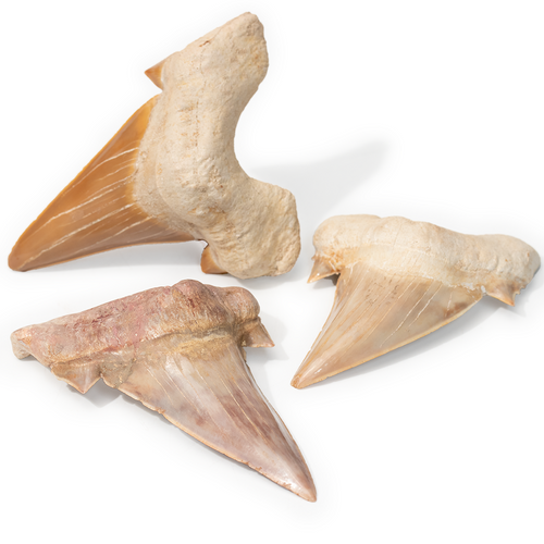 Fossil Otodus Shark Tooth - Large Thumbnail