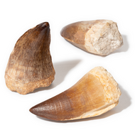 A-Quality Mosasaur Teeth - Thumbnail