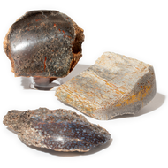 Dinosaur Bone - Thumbnail