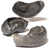 Fossil Whale Ear Bone - Thumbnail