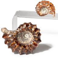 Ridged Ammonite - Douvilleiceras - Thumbnail