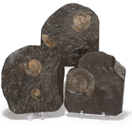 Ammonite Plaque - Dactylioceras - Thumbnail