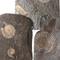Ammonite Plaque - Dactylioceras - Close Up