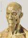 Mini Muscular Anatomical Figure, Male - Face