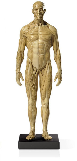 Mini Muscular Anatomical Figure, Male