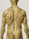 Mini Muscular Anatomical Figure, Male - Back