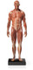 Mini Muscular Anatomical Figure, Male - Thumbnail
