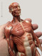 Mini Muscular Anatomical Figure, Male - Hand Held