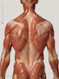 Mini Muscular Anatomical Figure, Male - Back